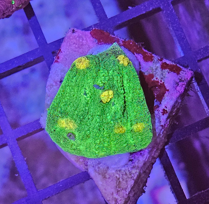 Space Invader Chalise (Mycedium sp.)