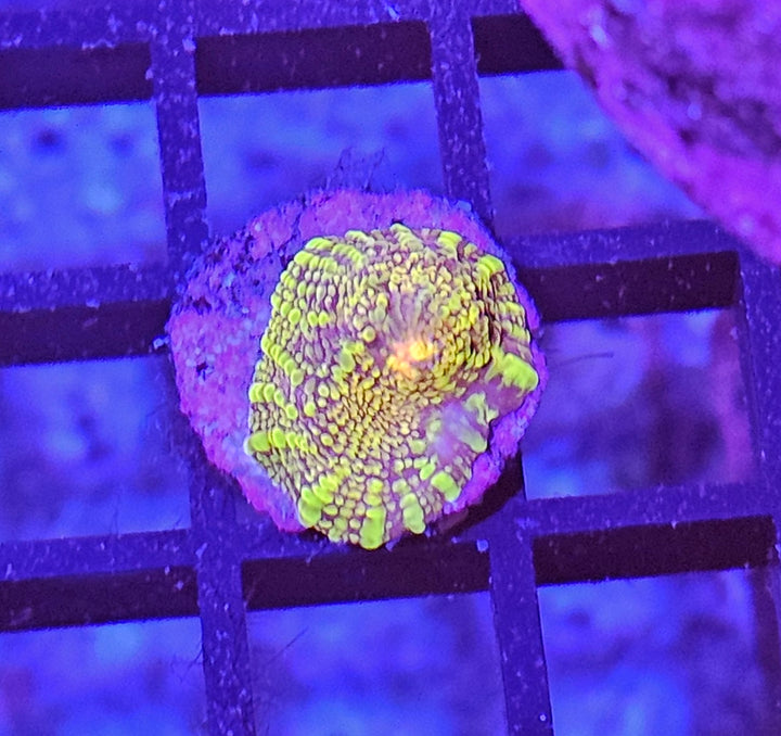 Mycedium elephantotus "gold"