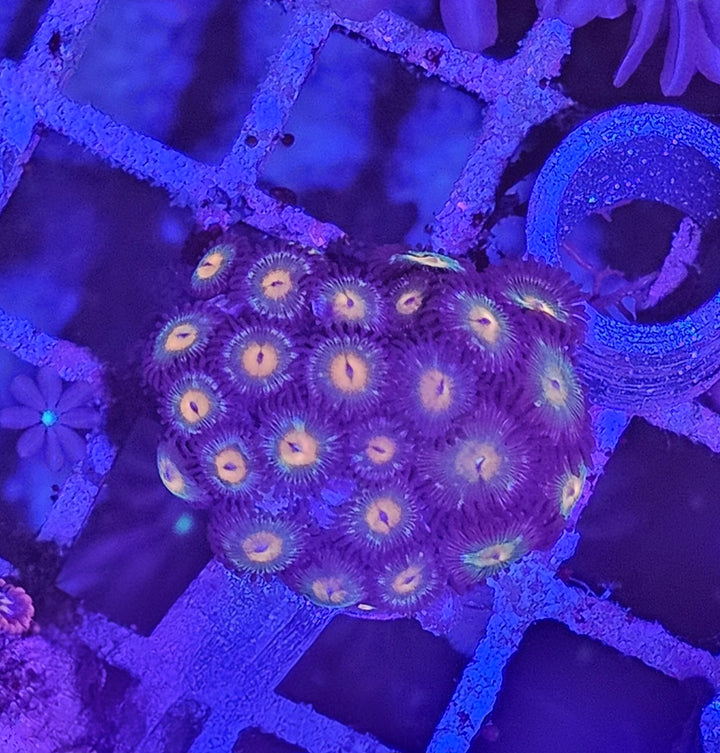 Zoanthus Orange