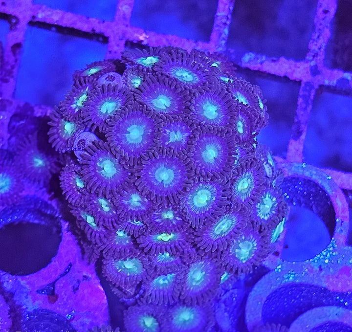Zoanthus green