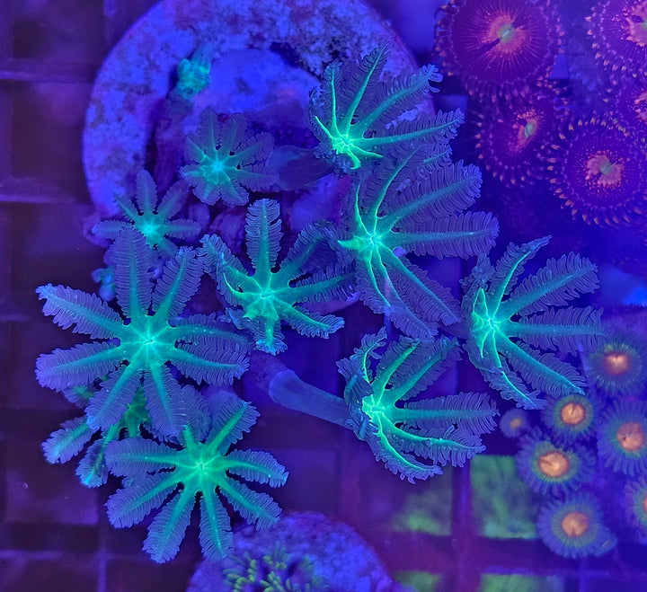 Clavularia Green