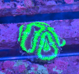 Micromussa lordhowensis "Green Blue"