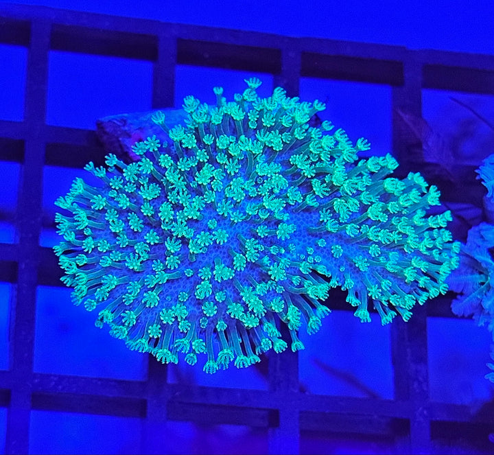 Sarcopython Japanese Toxic Green