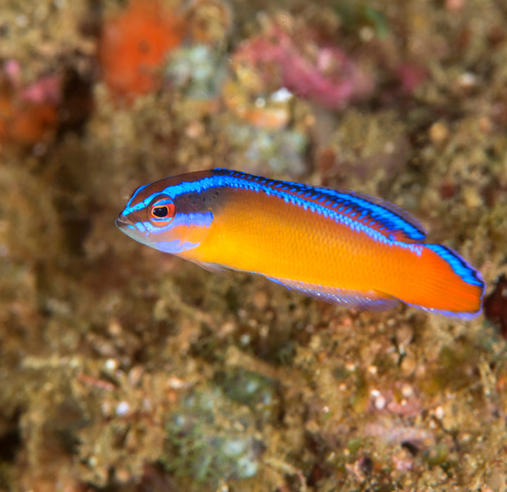 Neon Dottyback (Pseudochromis aldabraensis)
