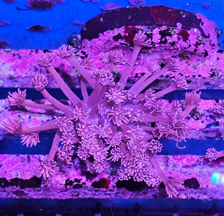 Goniopora sp. – Flowerpot Coral "Red"