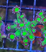 Goniopora "Purple Green"
