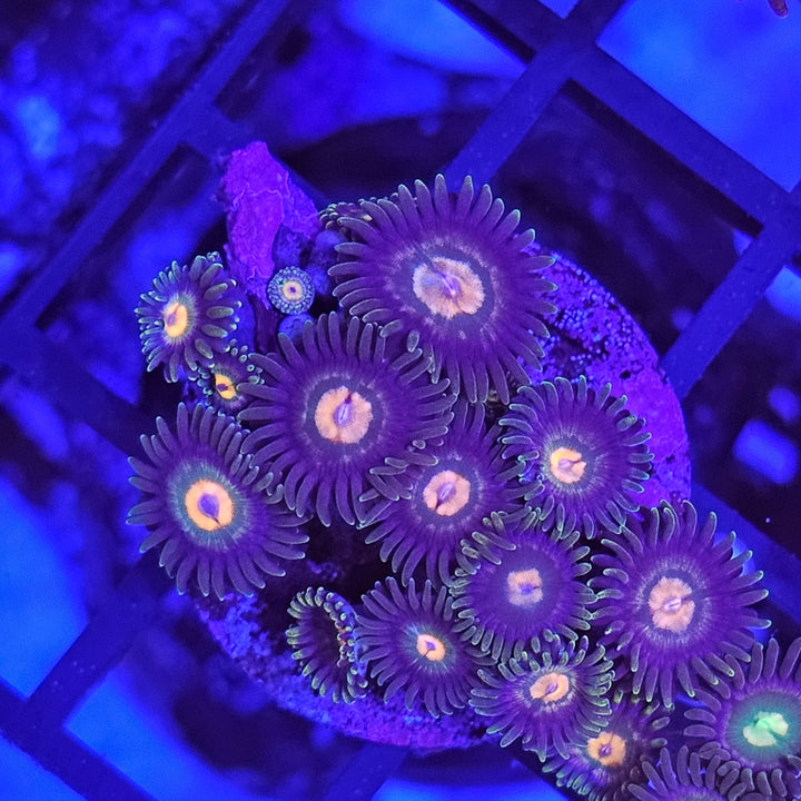 Zoanthus Orange eye