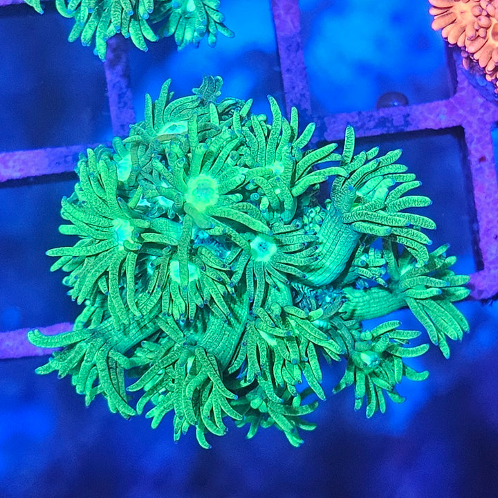 Goniopora sp. – Flowerpot Coral "Green"