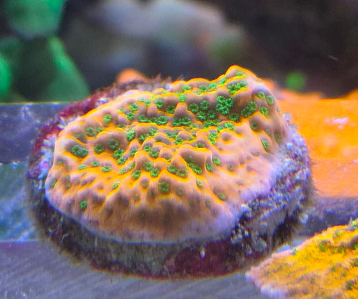 Montipora "Sunset" encrusting
