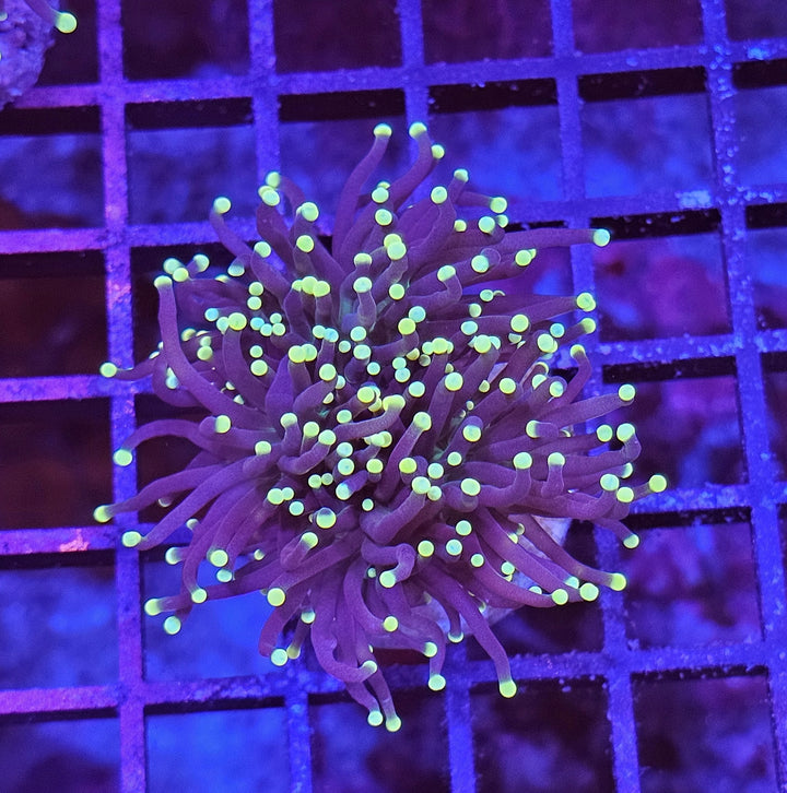 Black Torch Coral (Euphyllia glabrescens)