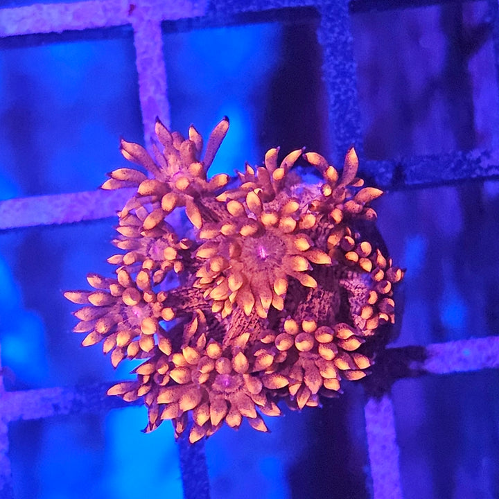 Goniopora sp. – Flowerpot Coral Red (Ultra)