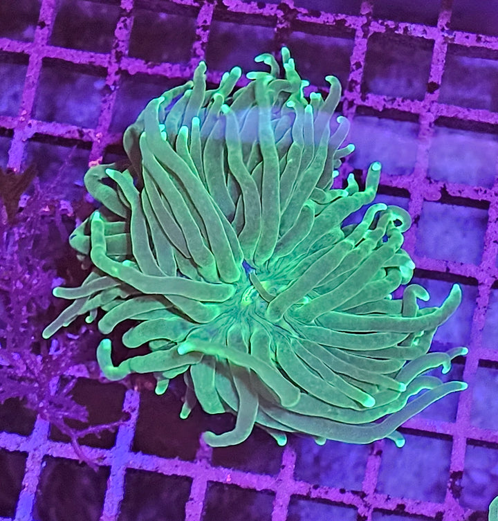 Euphyllia glabrescens – Torch Coral "Green Premium"