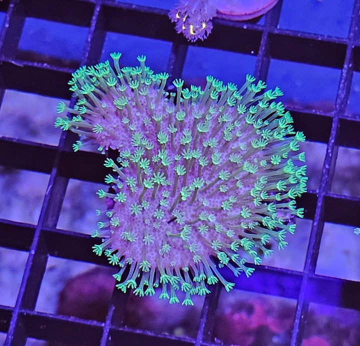 Sarcopython Japanese Toxic Green