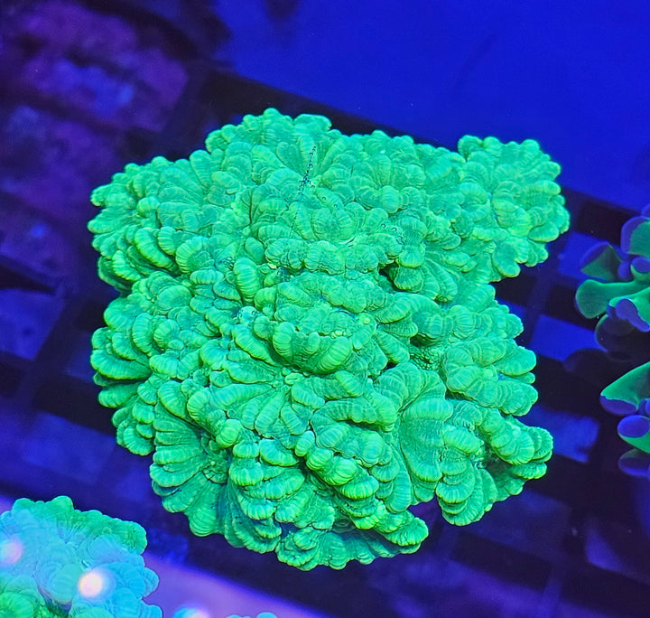 Caulastrea Curvata - Candycane Coral "Toxic Green" L