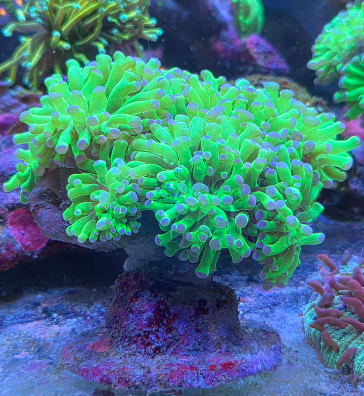 Euphyllia paraancora "purple tip" L