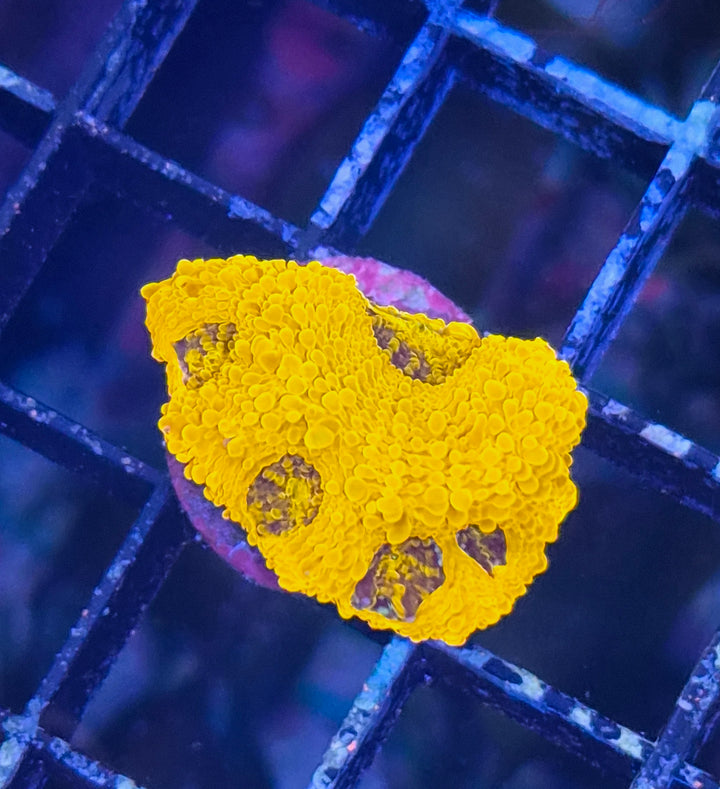 Acanthastrea echinata "Gold Rush"