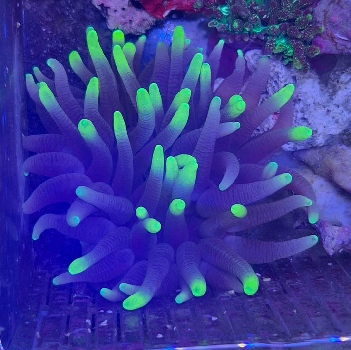 Green Bubble-tip anemone (Entacmaea quadricolor)