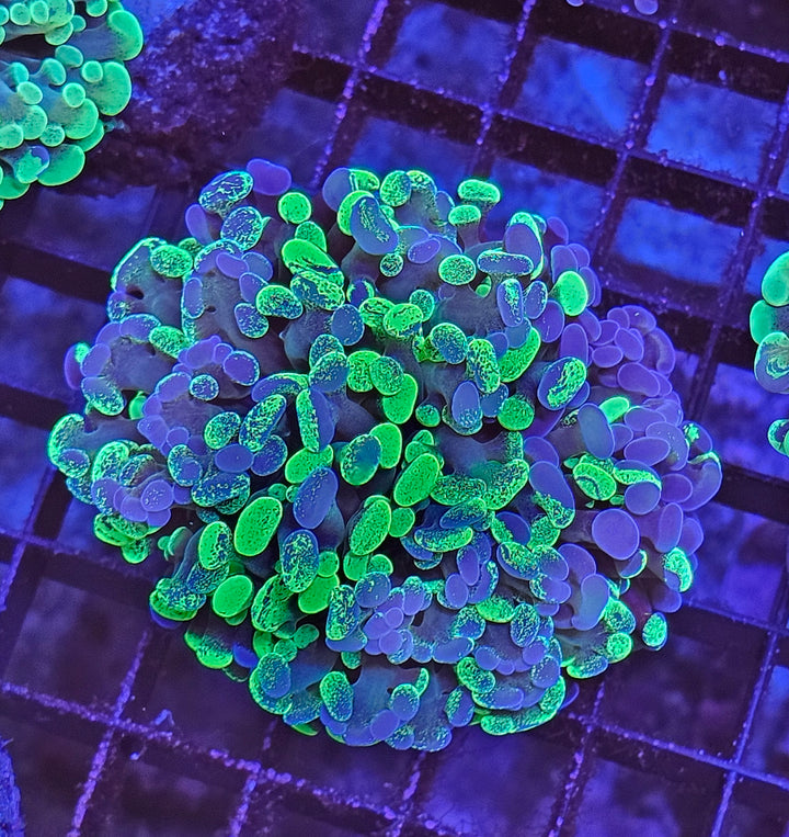 Euphyllia paraancora "Two tone"