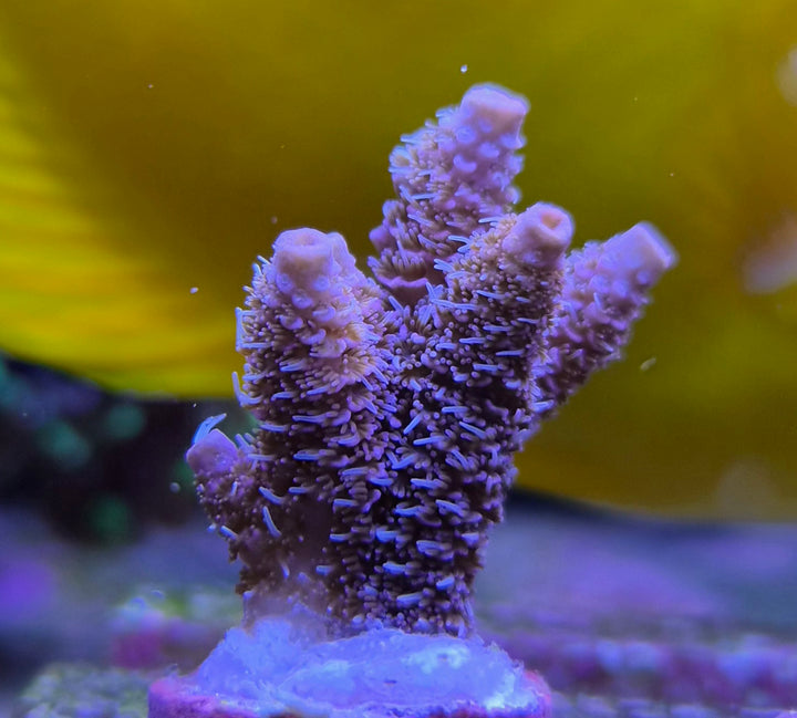 Acropora millepora pink