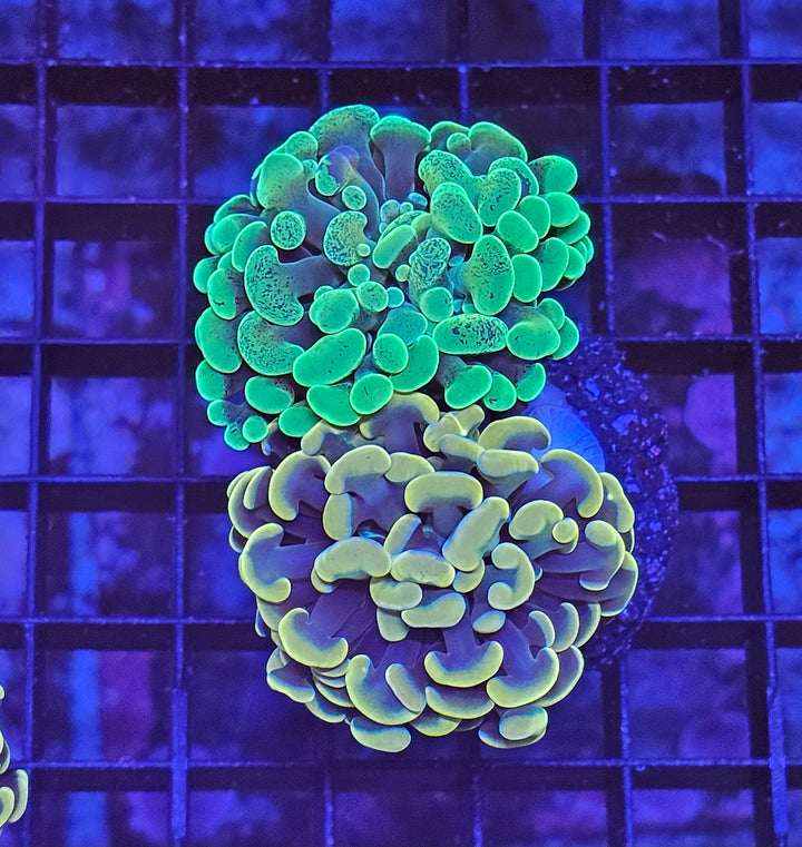 Euphyllia paraancora Mix - Gold & Green special