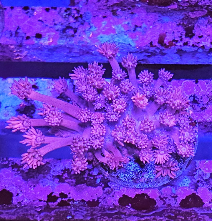 Goniopora sp. – Flowerpot Coral "Red"