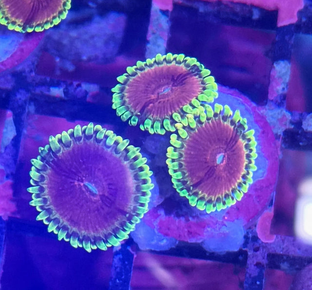 Zoanthus "Pink Diamonds"