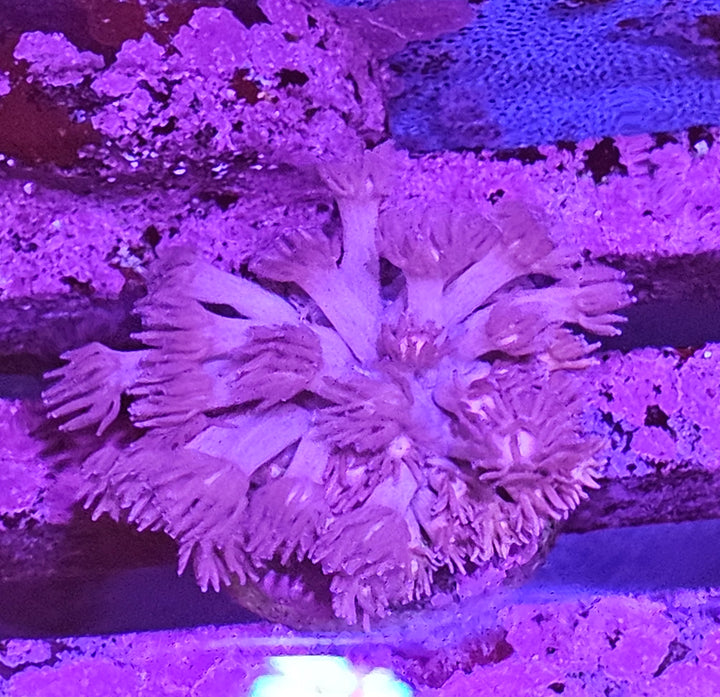 Goniopora sp. – Flowerpot Coral "purplish"