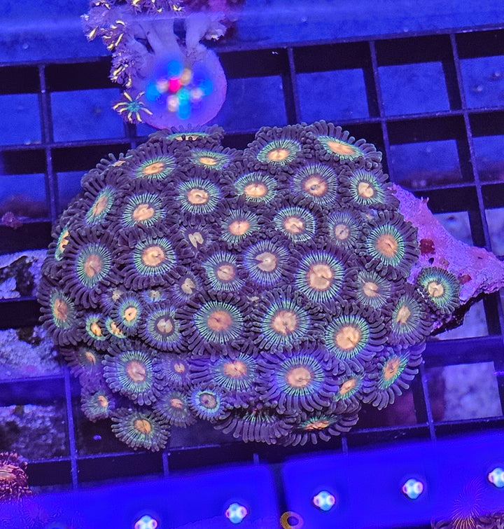 Zoanthus Orange eye rock