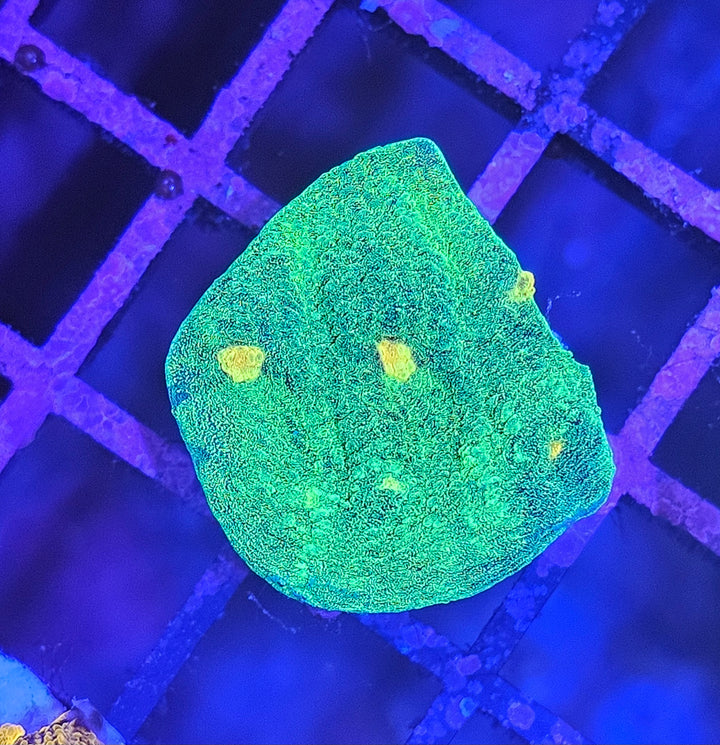 Space Invader Chalise (Mycedium sp.)