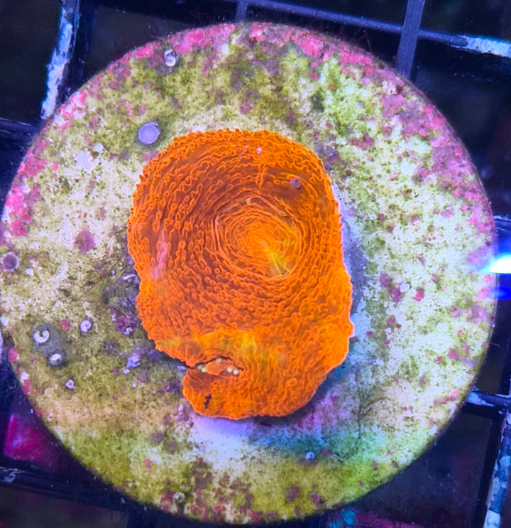Homophyllia Bowerbanki Red Premium