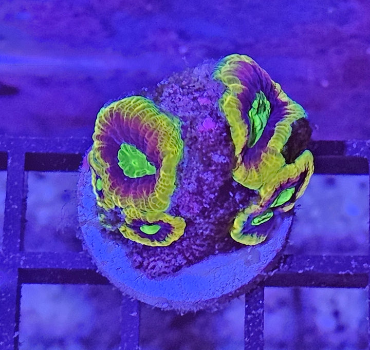 Favia Dragon Soul