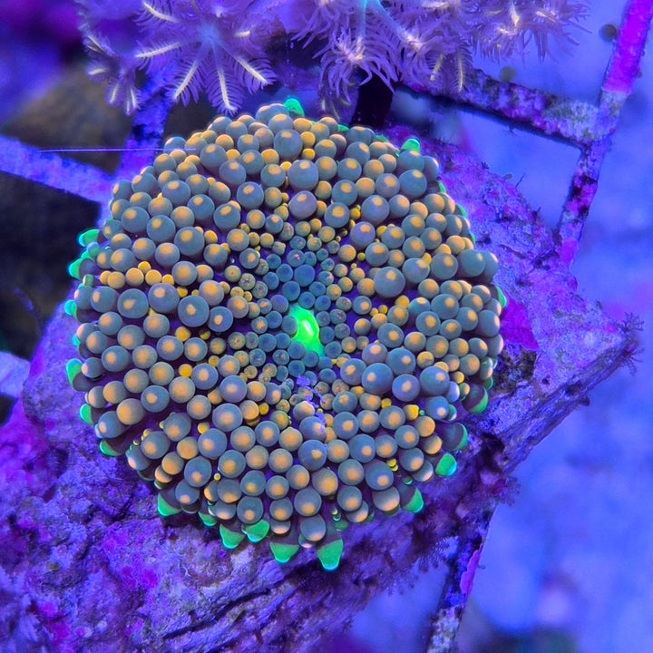 Ricordea Florida Orange Green