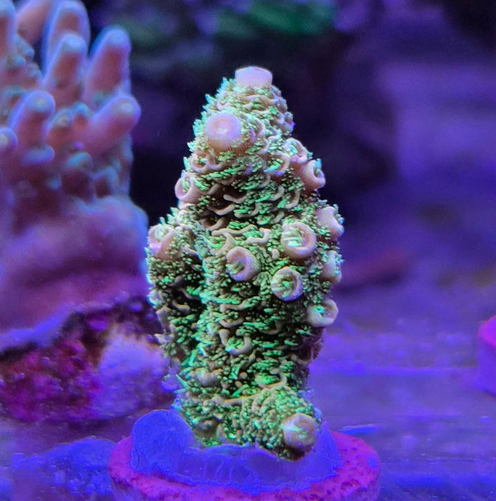 Acropora millepora Sunset Yellow