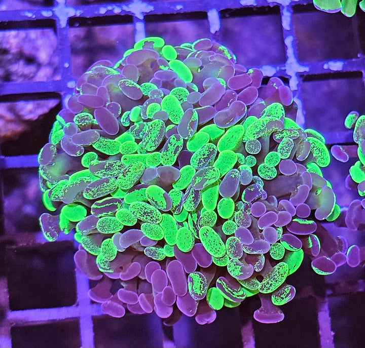 Euphyllia paraancora Two tone Green Premium