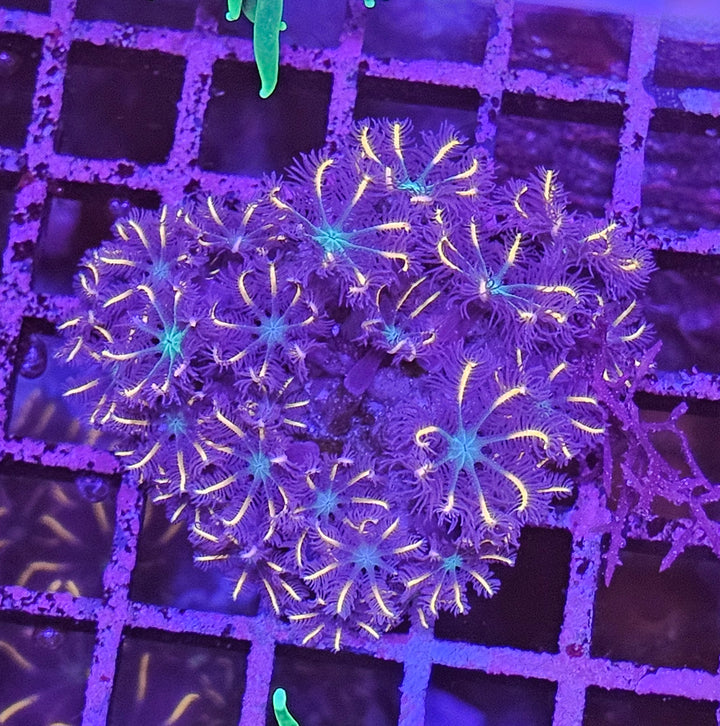 Clavularia sp. – Orange Clove Polyps