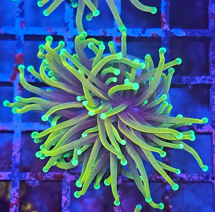 Dragon Soul Torch Coral - (Euphyllia Glabrescens)