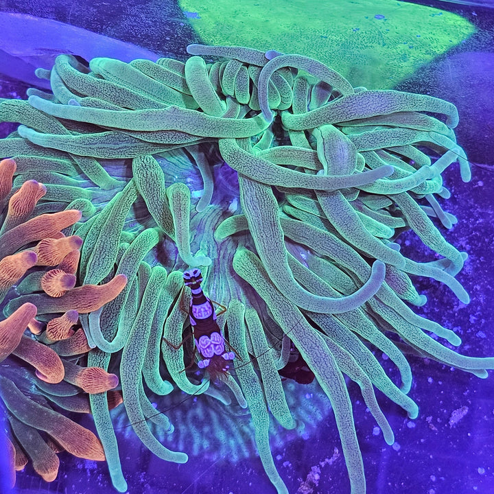 Bubble-tip anemone Green (Entacmaea quadricolor) M