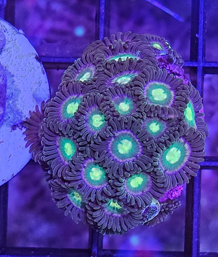 Zoanthus Green/violet