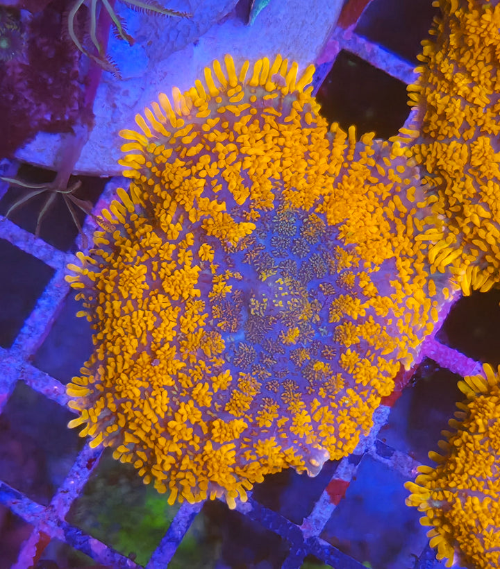 Rhodactis inchoata "Halloween Pumpkin"