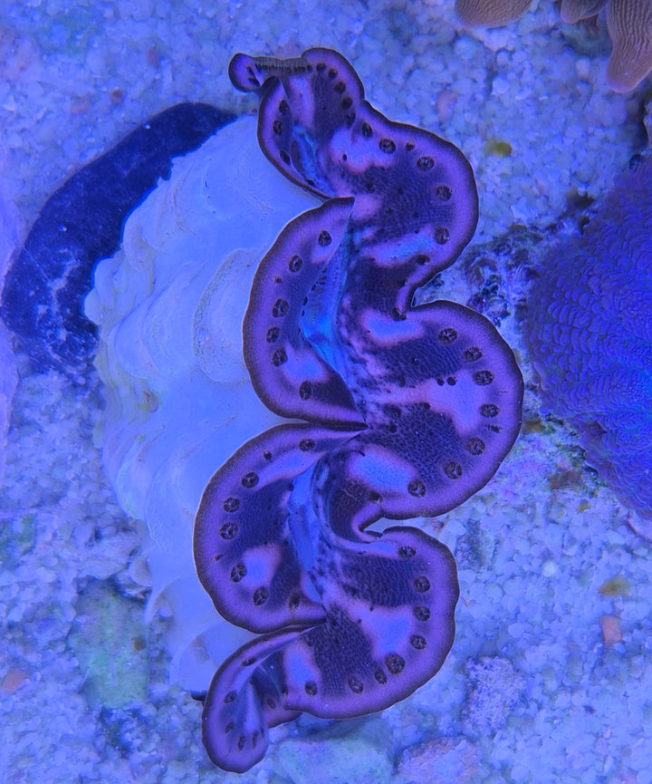 Tridacna Maxima Orange