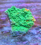 Montipora foliosa