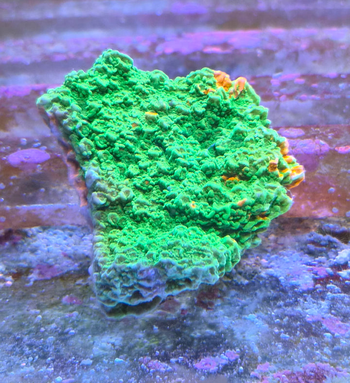 Montipora foliosa grafted