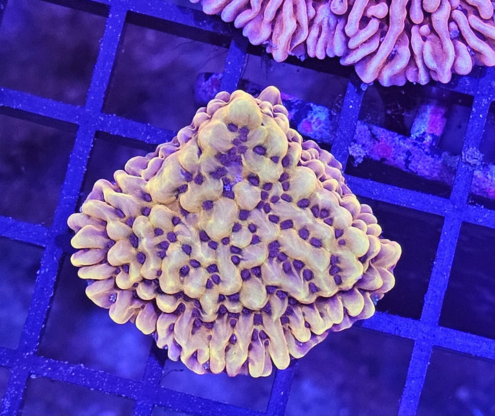 Montipora danae Gold
