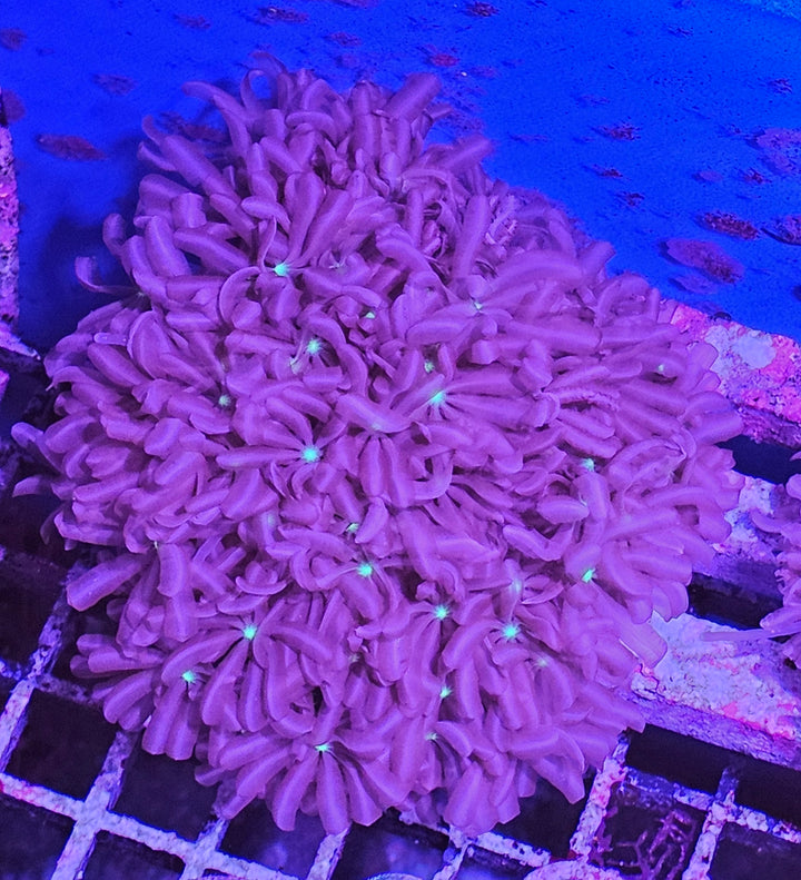 Knopia Star Polyps (Knopia sp.) M