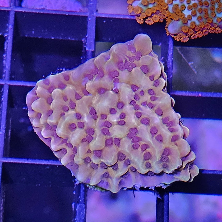 Montipora danae Gold