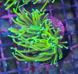 Euphyllia glabrescens "Gold Torch"