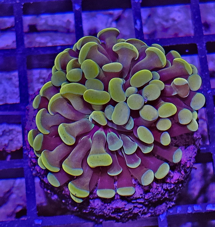 Euphyllia paraancora Gold Premium