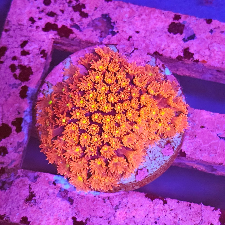 Bernardopora sp. Ultra Red Yellow