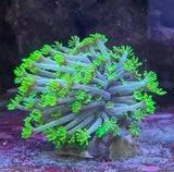 Goniopora "Green Slim"