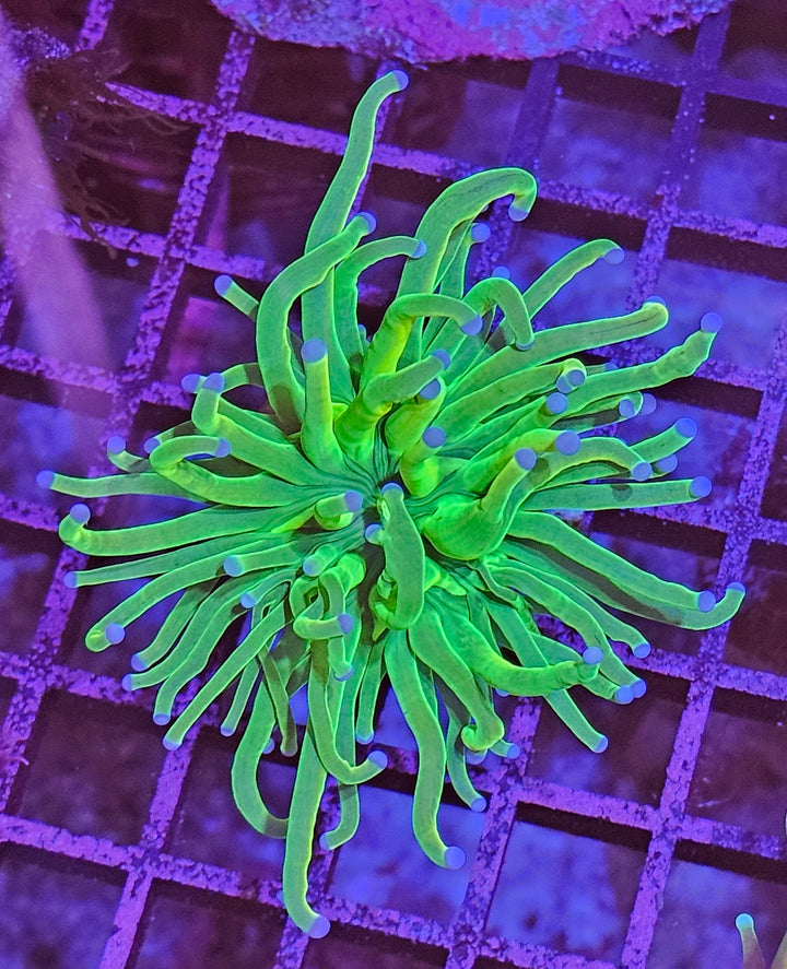 Holy Grail Torch (Euphyllia Glabrescens)